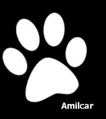 Cão “assassinado” pelo Veterinário Municipal de Sever do Vouga 